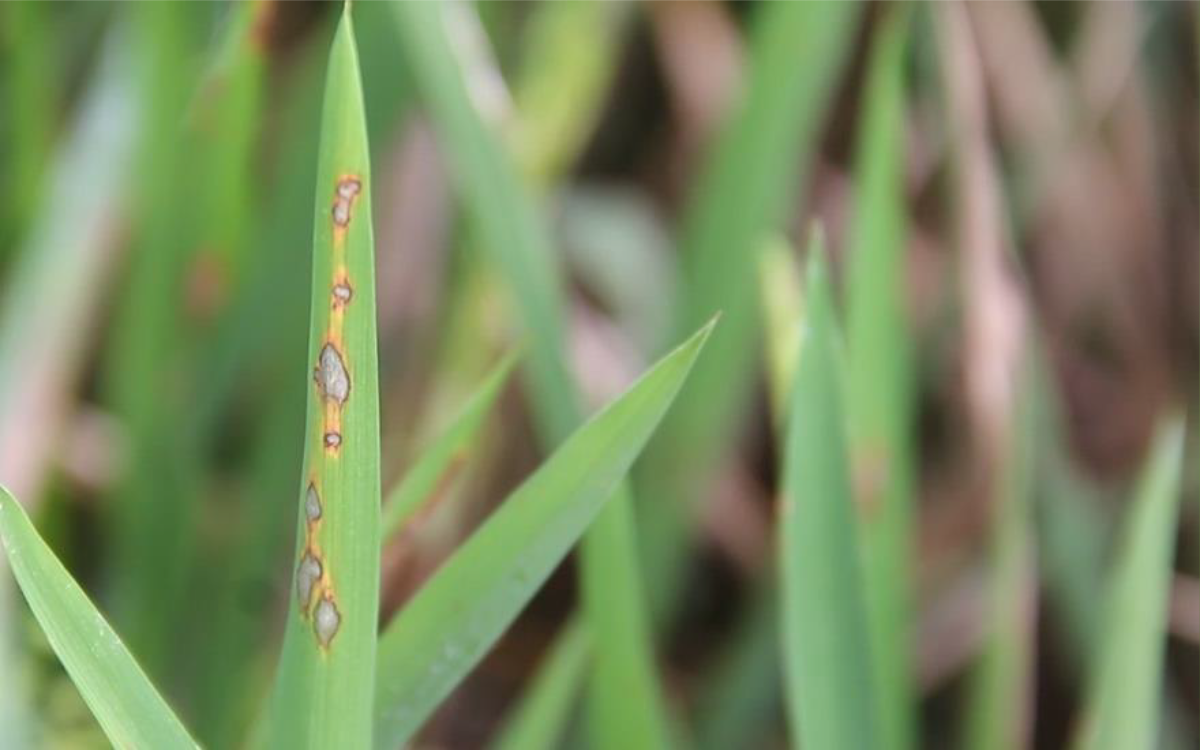 Bacterial leaf blight