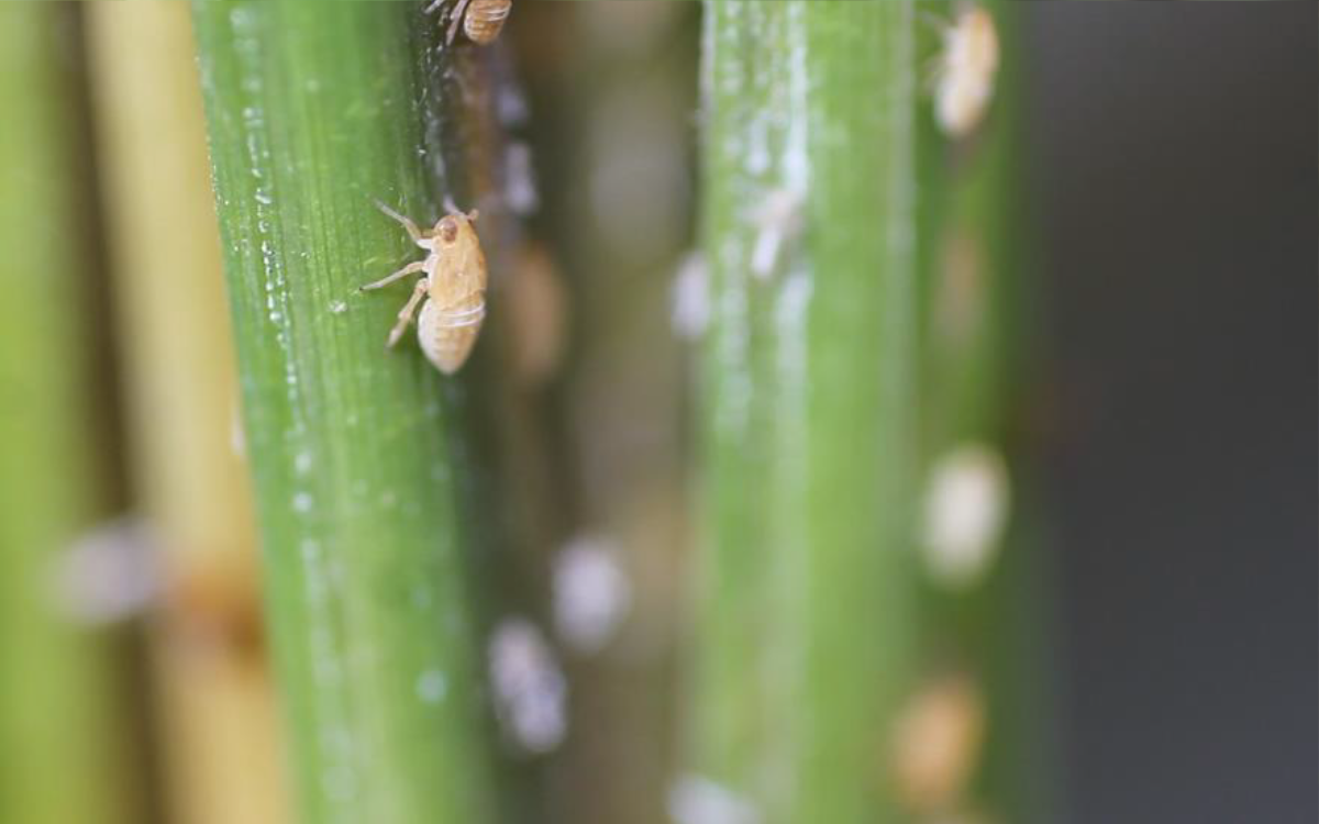 brown planthopper