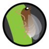 brown-planthopper